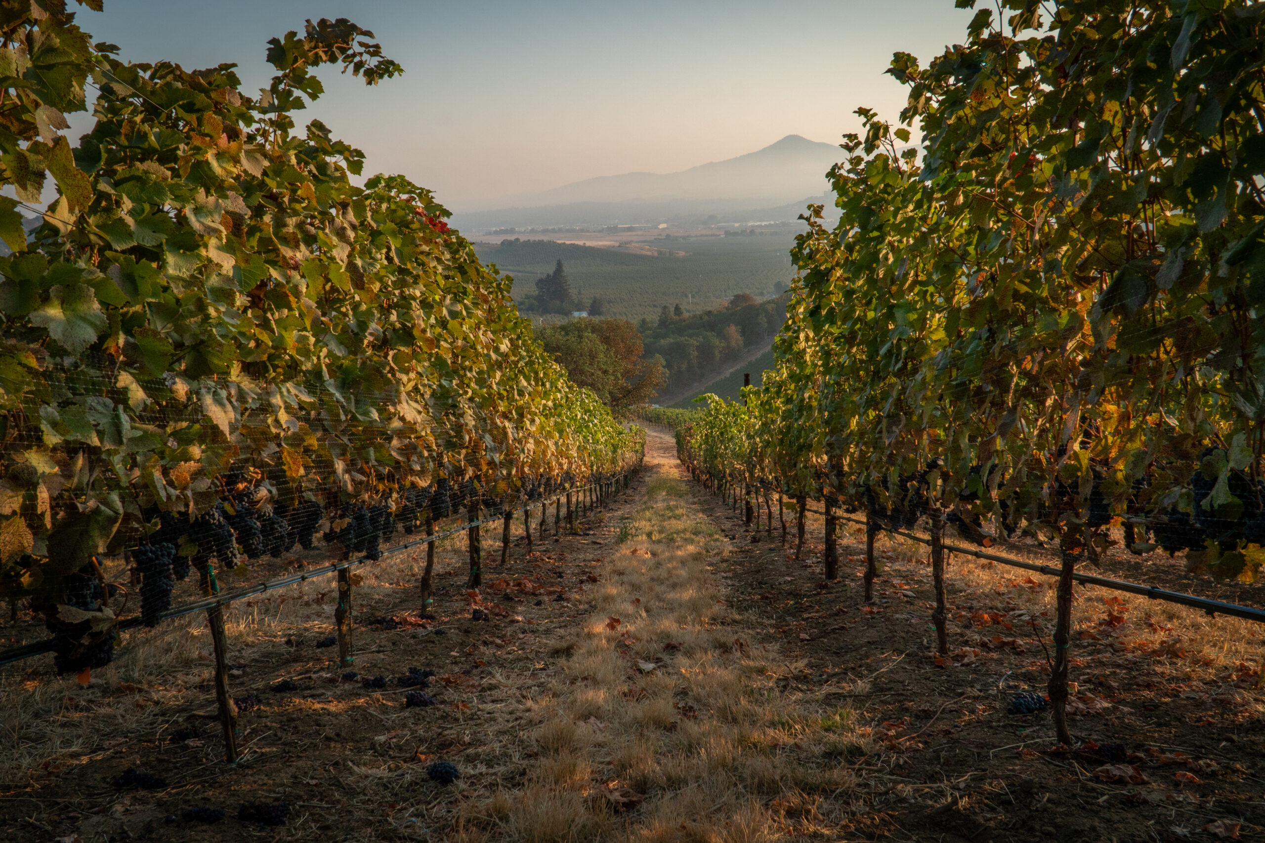 Rows of ripe wine grapes ready for harvest at a hillside vineyar